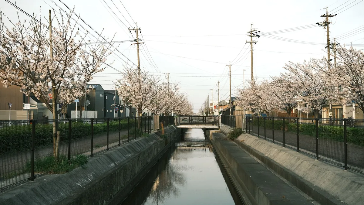住宅の庭に立つ大きく育った庭木