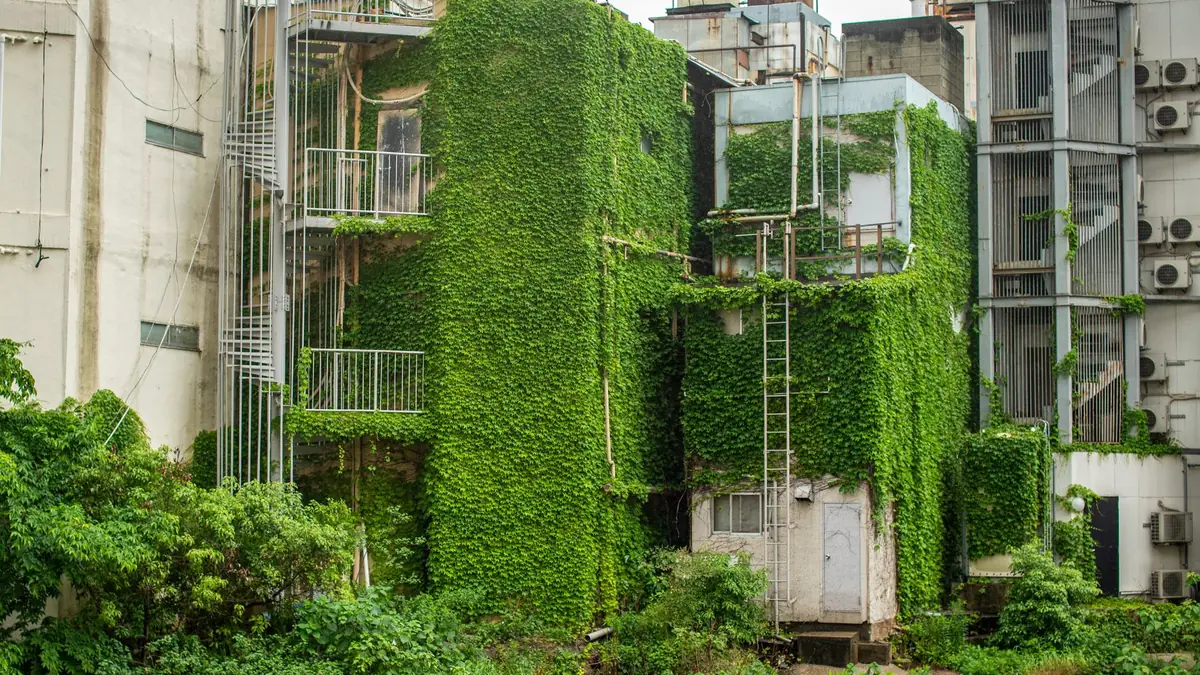 手入れが途絶えて草木が茂り始めた住宅の庭